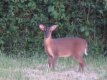 Deer.jpg Deer.jpg