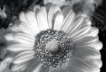 RZ67 Gerbera Portra 400, 1.jpg