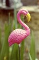 Flamingo Tamron Test.jpg