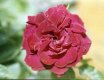 Red Rose Tamron Test.jpg