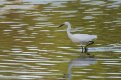 egret9c.jpg