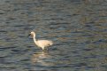 egret9b.jpg
