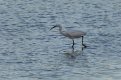 egret9a.jpg