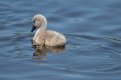 single cygnets.jpg