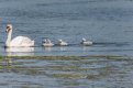 Swan Family.jpg
