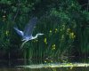 Heron Reeds.jpg