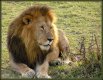 lion_resting.jpg