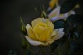 yellow rose.jpg