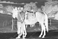CB1309PMXA28 Horseman neg.jpg CB1309PMXA28 Horseman neg.jpg