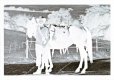 CB1309PMXA28 Horseman dig neg.jpg CB1309PMXA28 Horseman dig neg.jpg