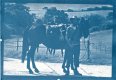 2020-05-26-001 Horseman blue.jpg