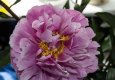 peonies.jpg