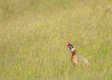 Pheasant 2.jpg