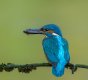 June-Kingfisher.jpg
