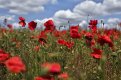 Fields of Wonder new new sky SML.jpg Fields of Wonder new new sky SML.jpg