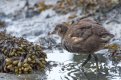 baby bird.jpg