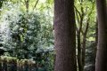 Grey Squirrel Original.jpg Grey Squirrel Original.jpg