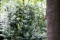 Grey Squirrel Cropped.jpg Grey Squirrel Cropped.jpg