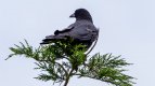 Crow in tree top.jpg