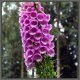 Foxglove_1500px.jpg