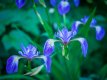 Ringfoto Flowers Trial-9554.jpg Ringfoto Flowers Trial-9554.jpg
