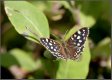 Speckled-Wood-Butterfly-(female).jpg