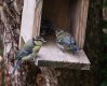 bluetit888.jpg