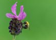 TMG Lavender Bee.jpg