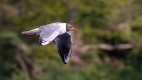 Tay Bridge Gull_1907.jpg