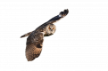 Owl.png