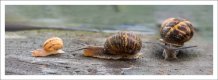 Week 26 - Mother Nature - snails-sm.jpg