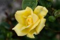 yellow rose 2.jpg