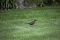 _DSC9395a.jpg