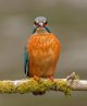 Kingfisher-full-on.jpg