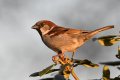 House sparrow 1024.jpg