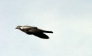 Pigeon in flight 10D CAN_5773.JPG