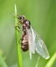 Flying-ant.jpg