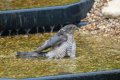 sparrowhawk-4.jpg