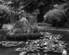 TP 2 lilly fountain.jpg