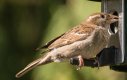 house sparrow.jpg