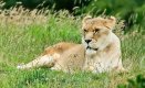 Lioness.jpg