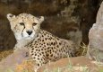 Cheetah-11.jpg