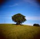 tree.jpg