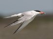 Common tern.jpg