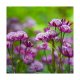 Yashinon Flowers Trial-9591-Edit-Edit.jpg