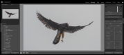 LR Kestrel Full.png LR Kestrel Full.png