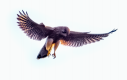 LR Kestrel Edited.png LR Kestrel Edited.png