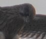 kes crop.jpg kes crop.jpg