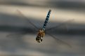 Common Hawker.jpg Common Hawker.jpg