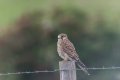 Resting Sparrow Hawk.jpg